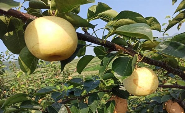 麻豆成人
助力帮扶村解决卖梨难